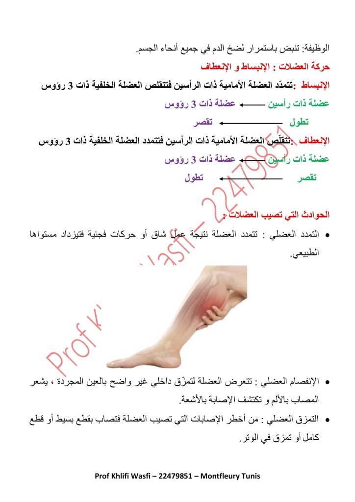 درس العضلات سنة 5