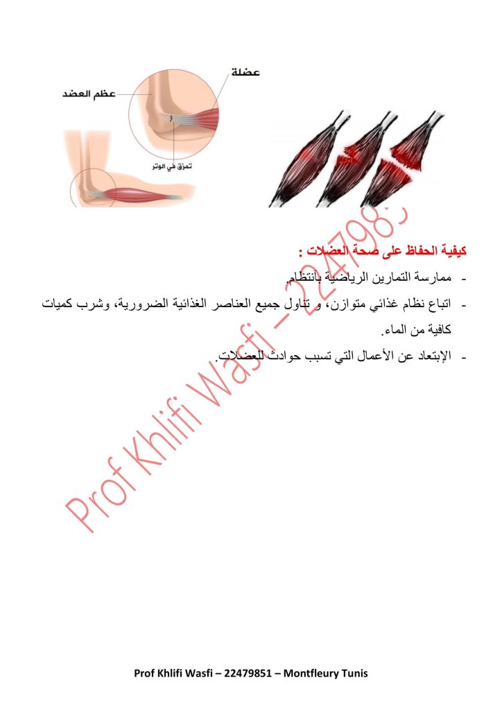درس العضلات سنة 5